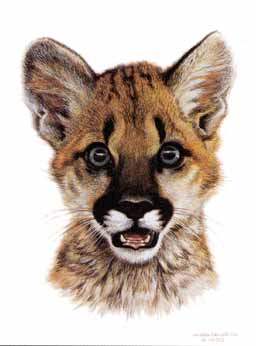 Reproductions of Carl Brenders paintings Cougar Cub Study Reproductions of Carl Brenders paintings Cougar Cub Study